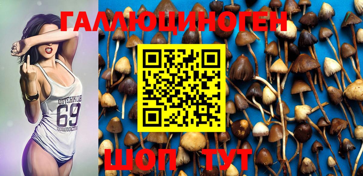 Псилоцибиновые грибы Cubensis Междуреченск